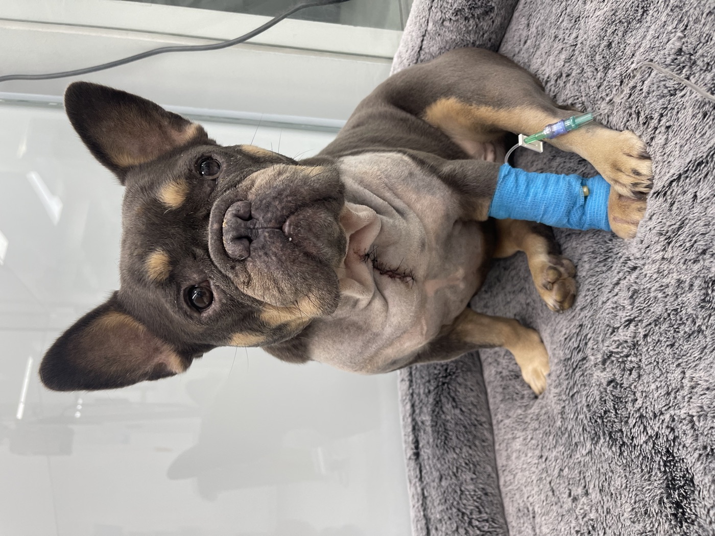 Babi after surgery, recovering at home.