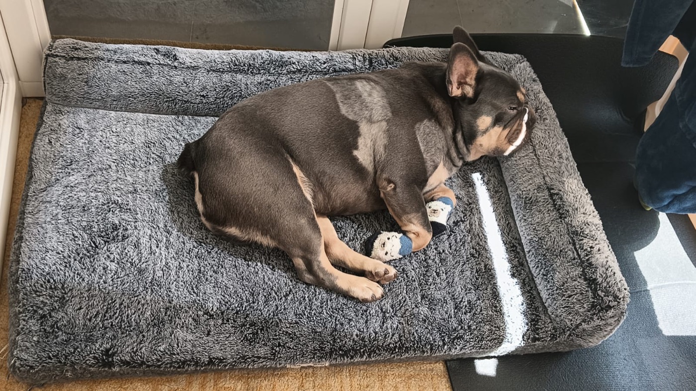 Babi asleep on the kitchen floor, Day 3.