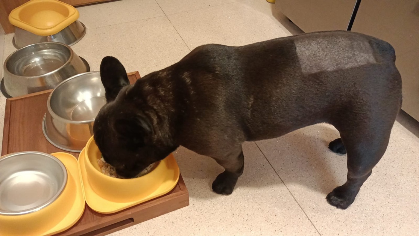 Juju's first meal at home, Day 2.